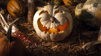 Halloween Field Pumpkin Autumn Texas Usa Wallpaper
