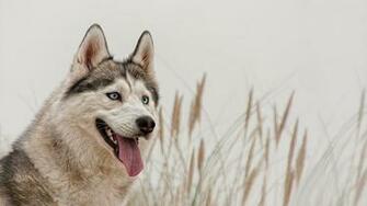 Siberian Husky Widescreen Wallpaper