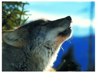 The Lone Wolf Wallpaper