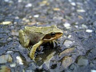 Cute Frog Wallpaper Desktop Background