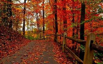 Autumn Forest Computer Wallpaper Desktop Background