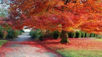Fall Nature Background