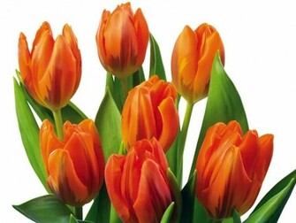 Tulip Flowers