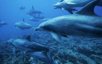 Animals Image Ocean HD Wallpaper And Background Photos