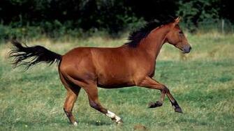 Quarter Horse Wallpaper