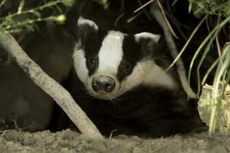 Animal Badger Wallpaper