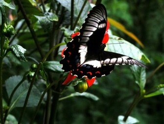 Papillon Wallpaper