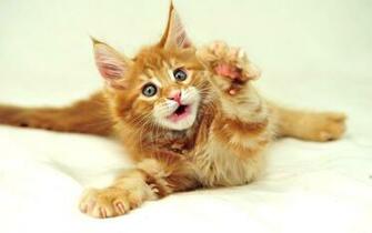 Funny Cats HD Wallpaper