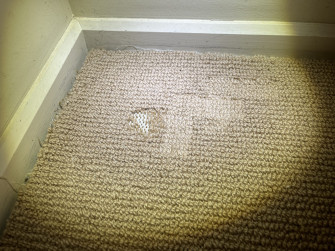 Signs Of Carpet Beetles Wallpaper