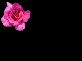 Single Flower Wallpaper Desktop Background