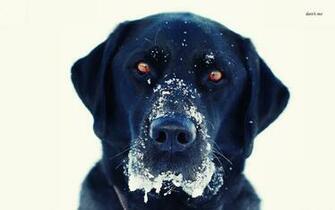 Black Lab In The Snow Wallpaper Animal