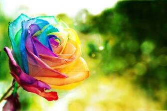 Ma Wallpaper Rainbow Rose By Eliseenchanted