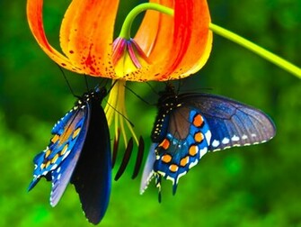 Spring Butterfly Wallpaper Background HD
