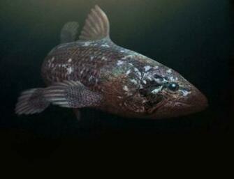 Best Coelacanth Wallpaper