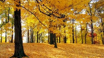 Autumn Trees X Forest Photography Miriadna