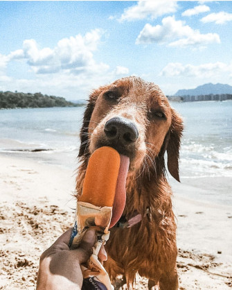 The Coolest Ready For Summer Dogs Diy Darlin Animal