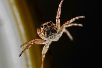Animals Insects Wallpaper