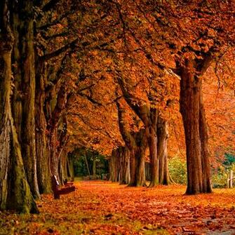 iPad Wallpaper Pack Of Wod November Autumn Park