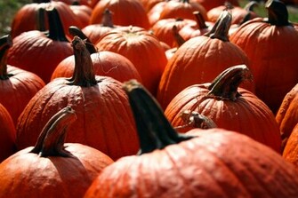 Fall Pumpkin Wallpaper