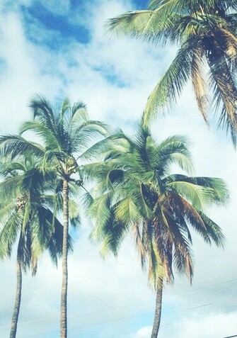 Palm Tree Background Jpg