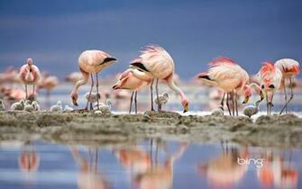 Flamingo Computer Wallpaper Desktop Background Id