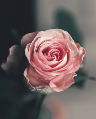 Aesthetic Rose Wallpaper