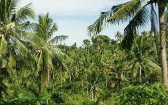 Palm Trees Coconut Palms