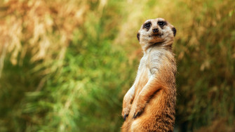 Funny Animal Desktop Wallpaper