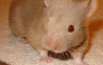 Hamsters Achtergronden Dieren HD Hamster Wallpaper Foto Jpg