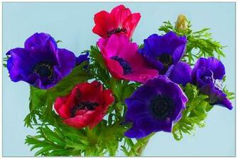 Anemone Wallpaper