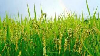 Rice Fields Wallpaper High Quality
