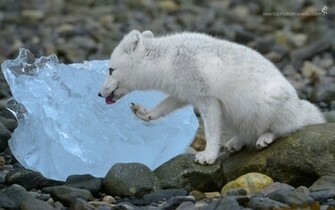 Arctic Fox Computer Wallpaper Desktop Background Id