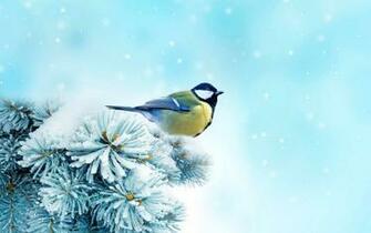 Winter Wallpaper HD Bird Birds In The Snow Pictures