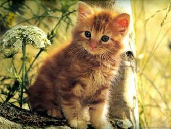 Cat Wallpaper Kitten Picture Desktop Background