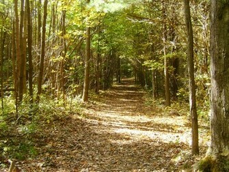 Brum Woods HD Wallpaper Desktop S