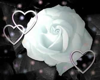 White Rose Flower Wallpaper Valentine Day