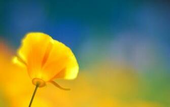 California Poppy Wallpaper