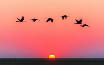 Bird S 4k Wallpaper For Your Desktop Or Mobile Screen And