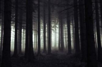 Scary Forest By Jeaneta