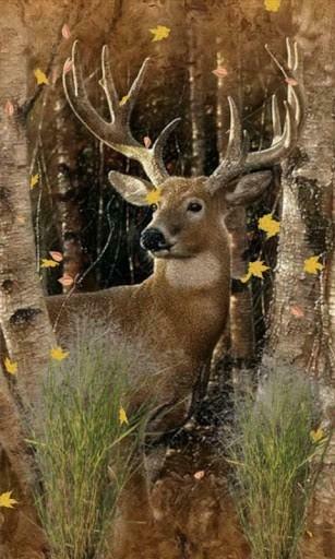 Deer Hunting Wallpaper Buck Hunter Live