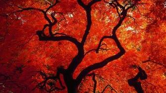 Red Tree Wallpaper Pictures