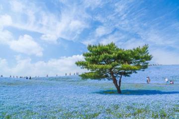 Hitachi Seaside Park HD Wallpaper