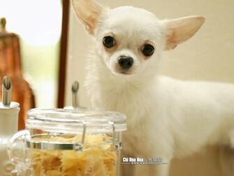 Chihuahua Puppy Wallpaper Pictures No