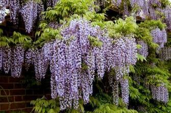 Wisteria Wallpaper
