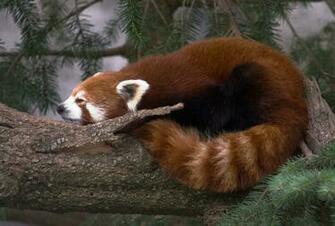 Red Panda Wallpaper Desktop Image