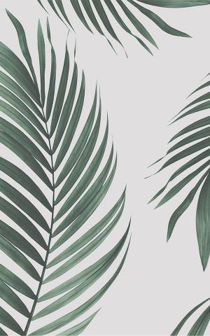 Boho Wallpaper Bohemian Murals Palm