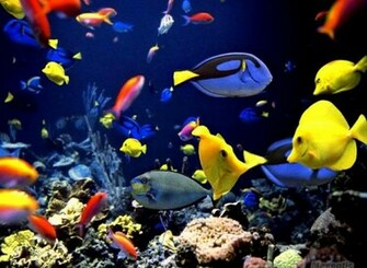 Wallpaper Tropical Fish Picture Stopsnitchinnow Bucket Pictures
