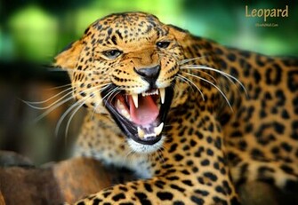 Leopard Wallpaper Ultra HD Widescreen Higher Resolution Animal