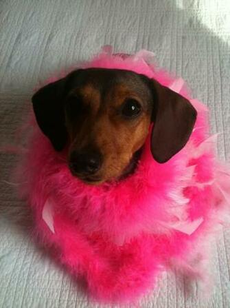 Us Weenie Dog S A Wiener Hotdog Sausage