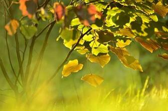Late Summer Glow Wallpaper
